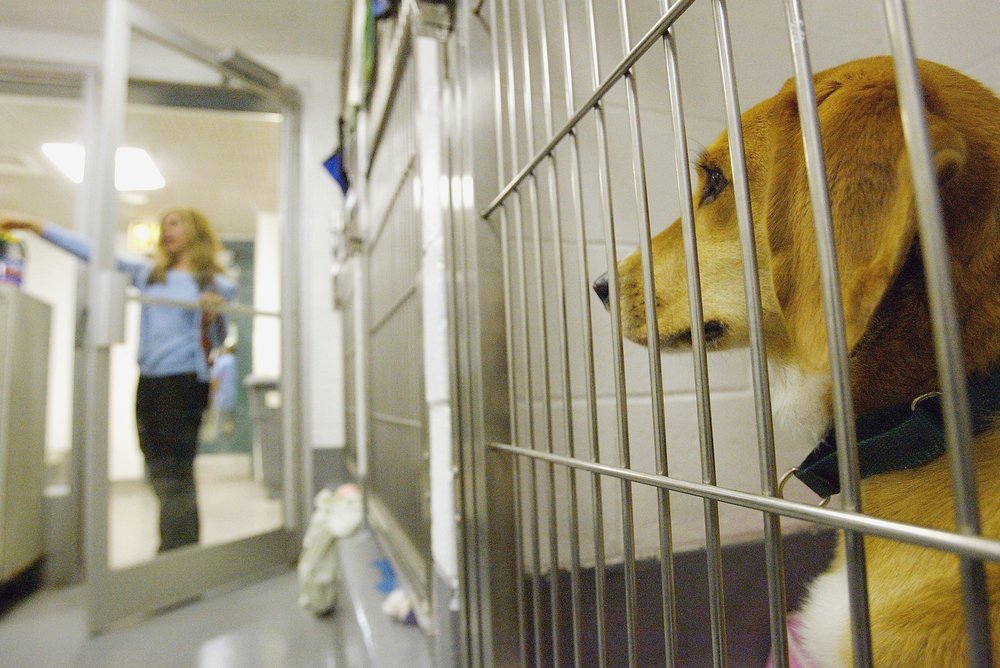 A dog in a cage in an animal shelter.