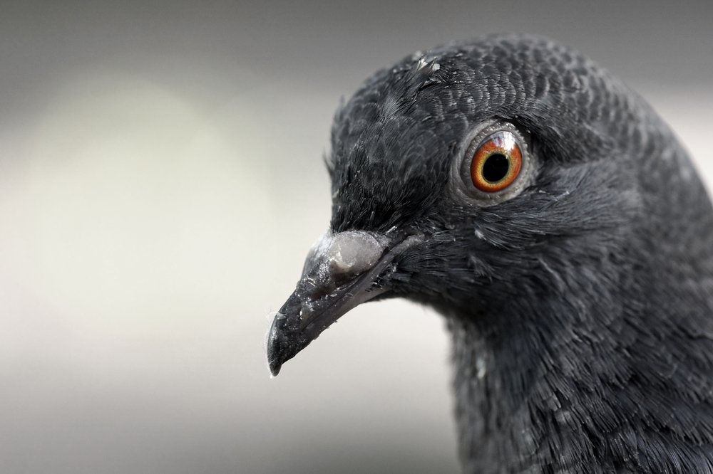 A close-up photo of a pigeon.