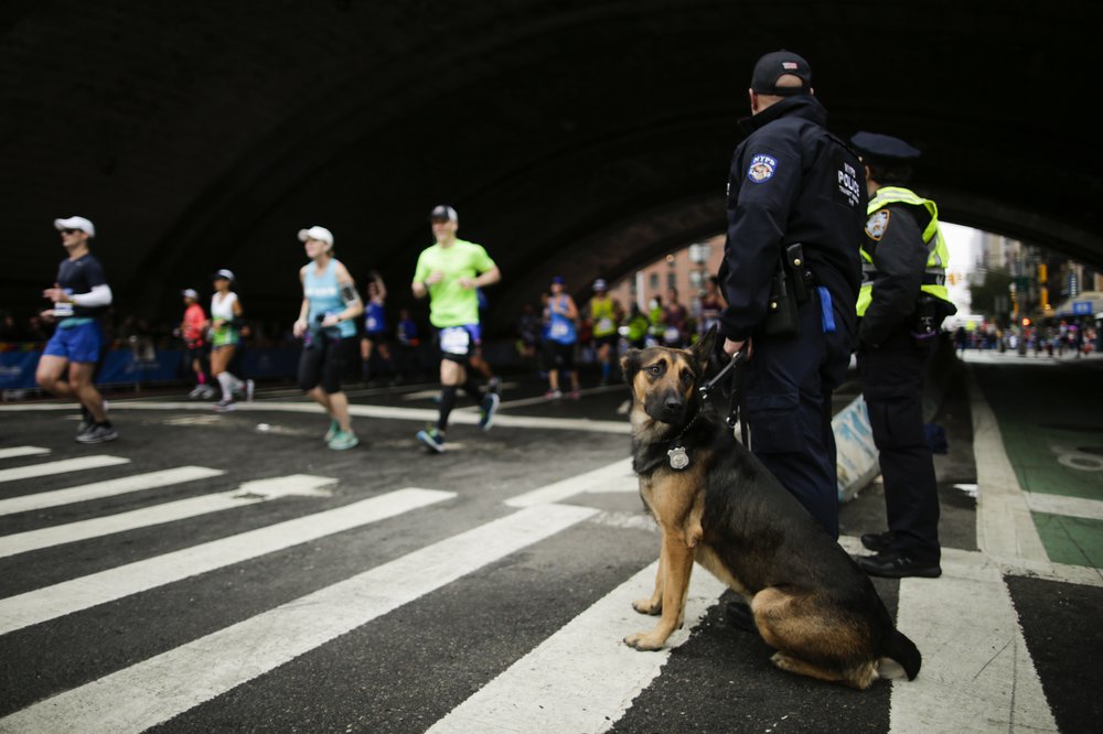 An NYPD K9 dog stands guard as runners make their way under the Ed Koch Queensboro Bridge during 2017 TCS New York City Marathon.
