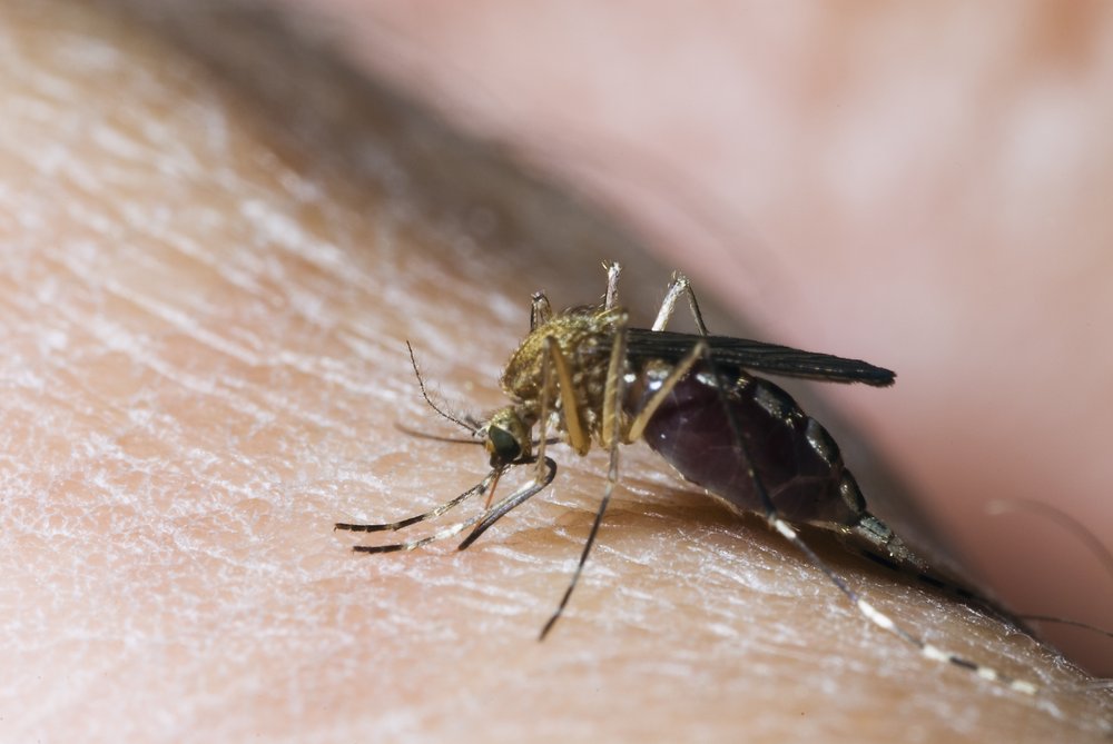 West Nile Virus has been detected in mosquitos throughout the five boroughs, officials say.