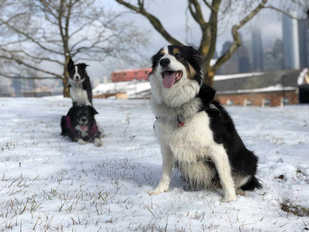 Dogs in the snow at Governors Island with the city skyline in the background.