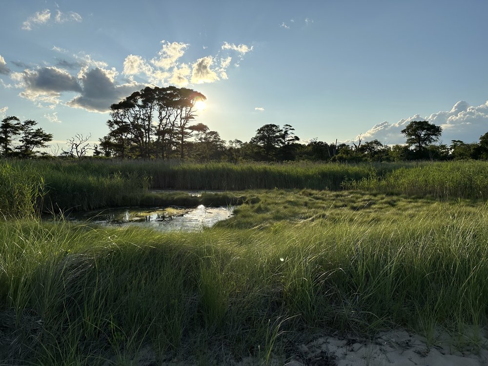 The multiyear survey of New York fireflies is focused on state parks. Fireflies like moist environments, such as salt marshes.