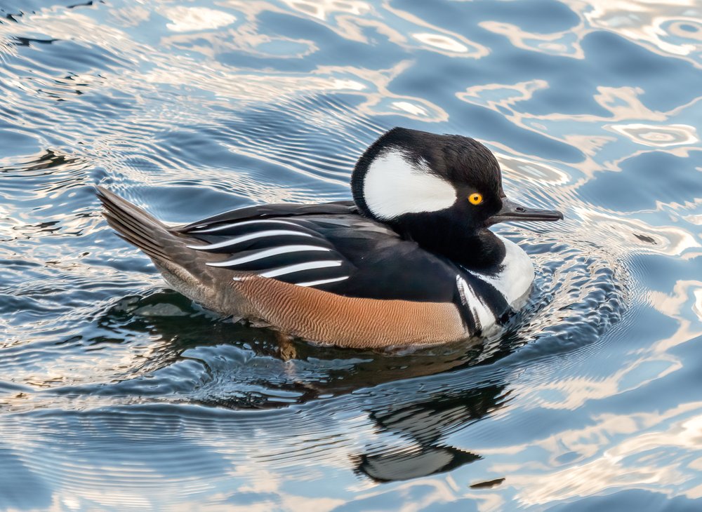 A hooded merganser duck.