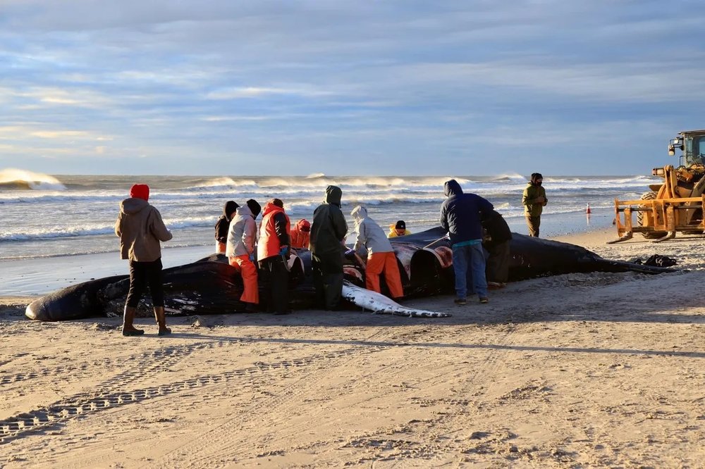 Humpback whale necropsy on Jan. 15, 2023 in Brigantine, NJ.