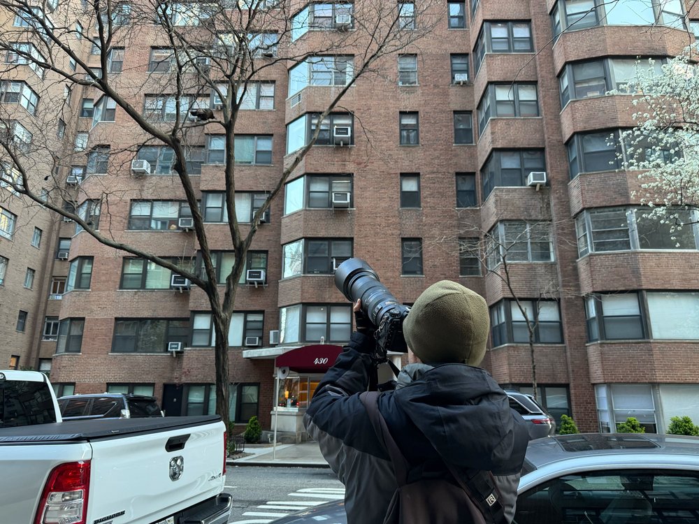 David Barrett, who runs the Manhattan Bird Alert account on X, photographs Astoria the wild turkey as she perches in a tree on Manhattan’s East Side.