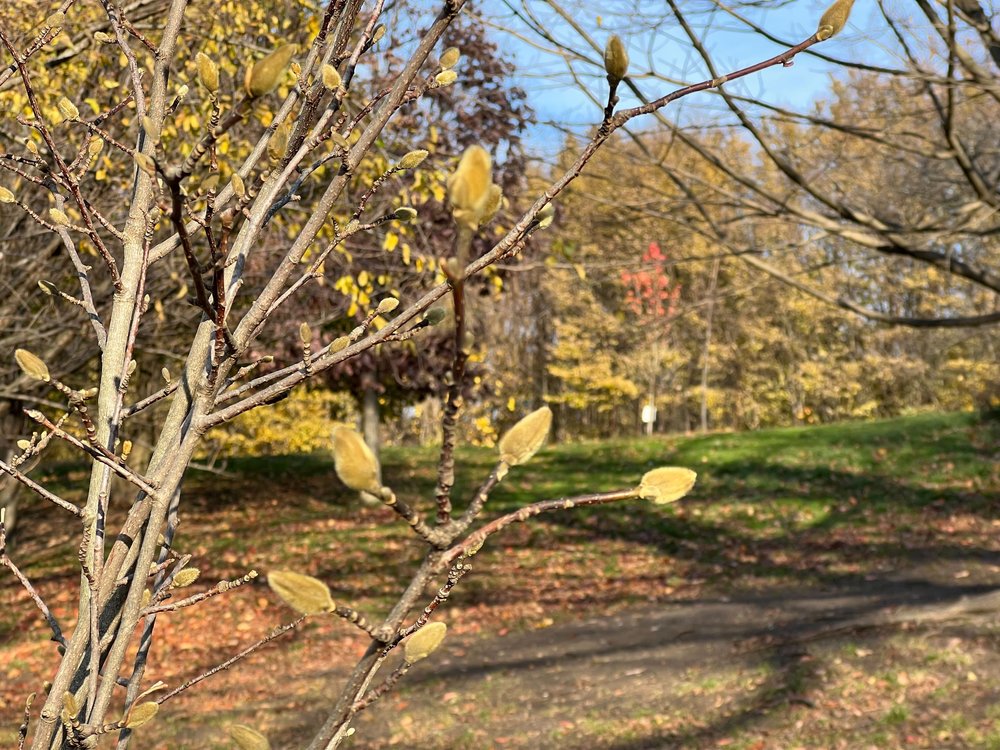 A budding magnolia tree in Prospect Park in December 2022.