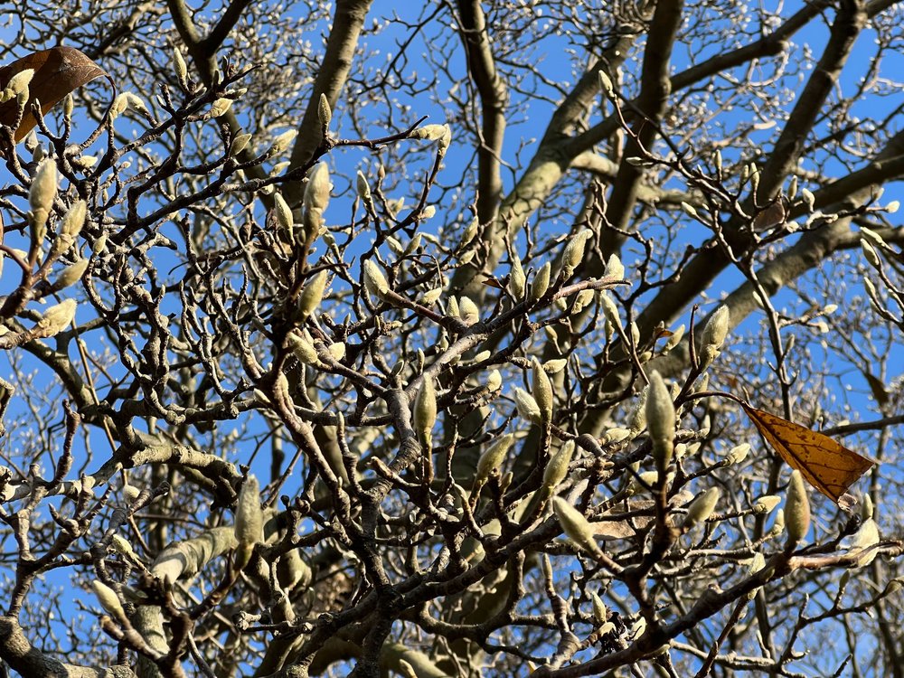 A budding magnolia tree in Prospect Park in December 2022.