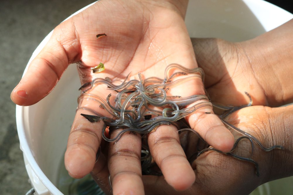 A hand holds a bunch of small glass eels.