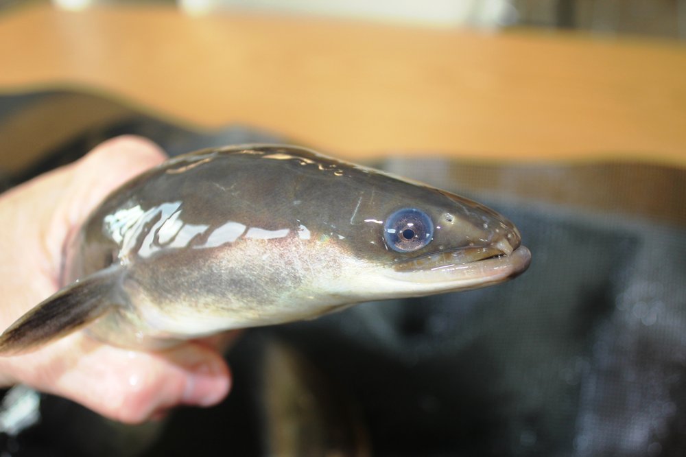 A hand holds a grown eel with small fins and blue eyes.