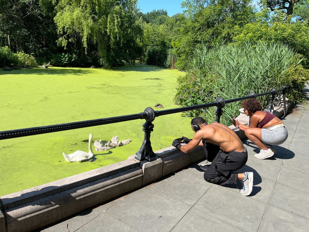 Two adults try to take pictures of swans in Prospect Park.