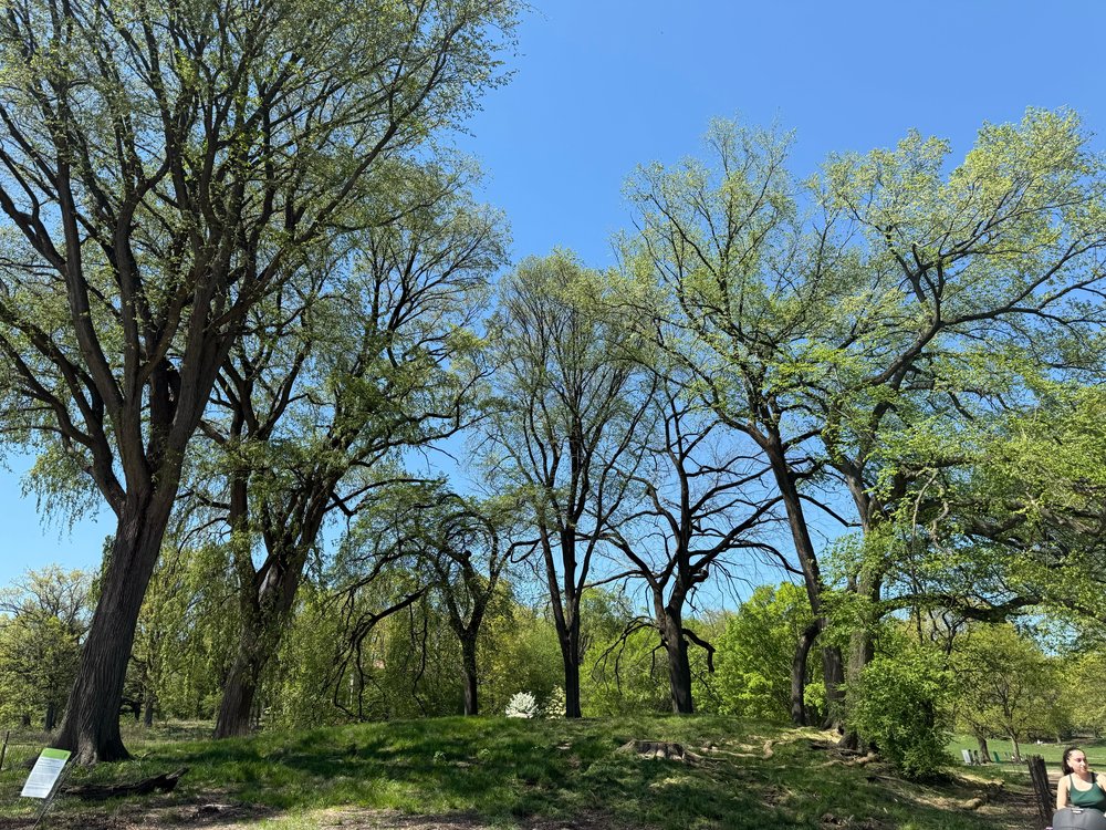 The Dog Beach Elm Grove in Prospect Park.