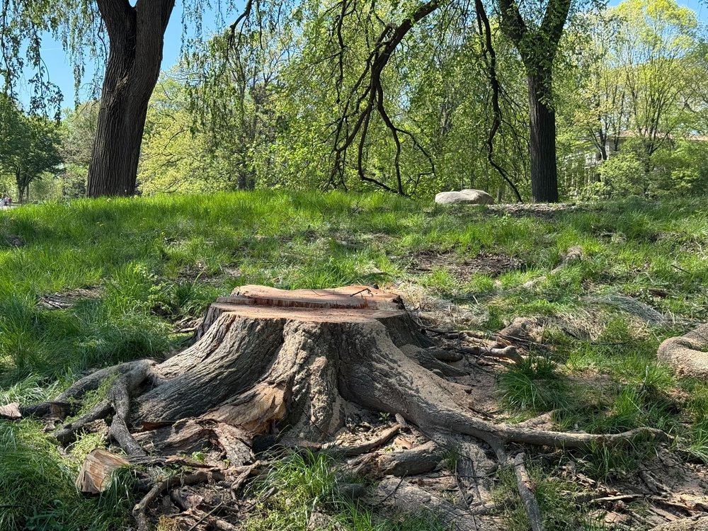 A Dutch elm tree stump in Pospect Park.