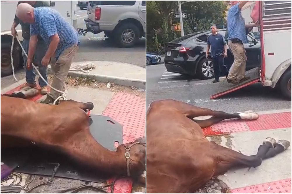 A horse lies on the street near 51st Street and 11th Avenue as workers prepare to load it onto a trailer.
