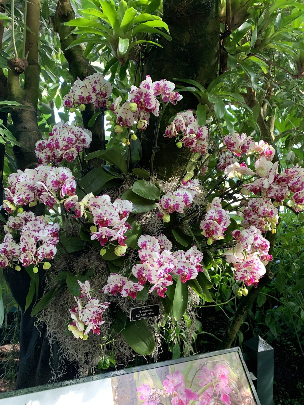 An image of orchids