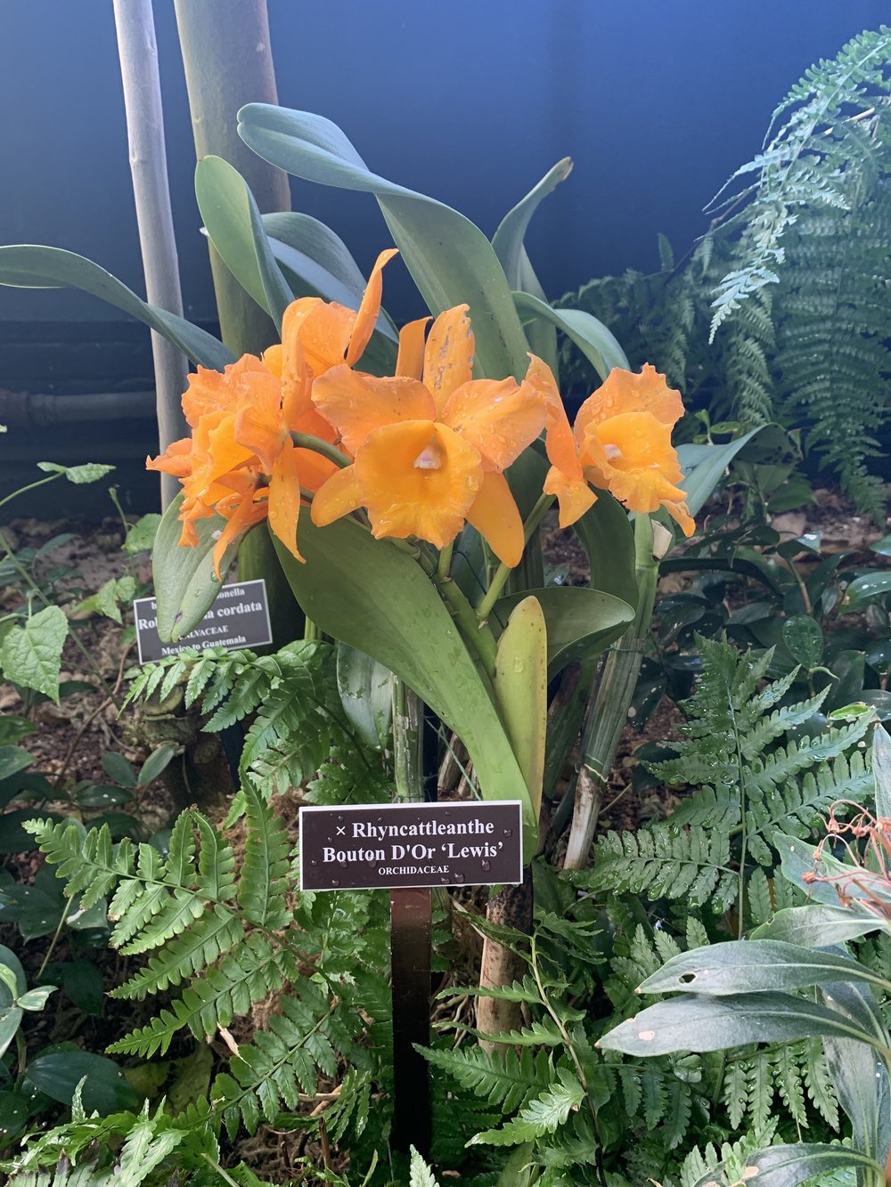 A bright orange colored orchid.