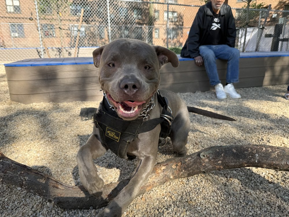 A very happy dog.
