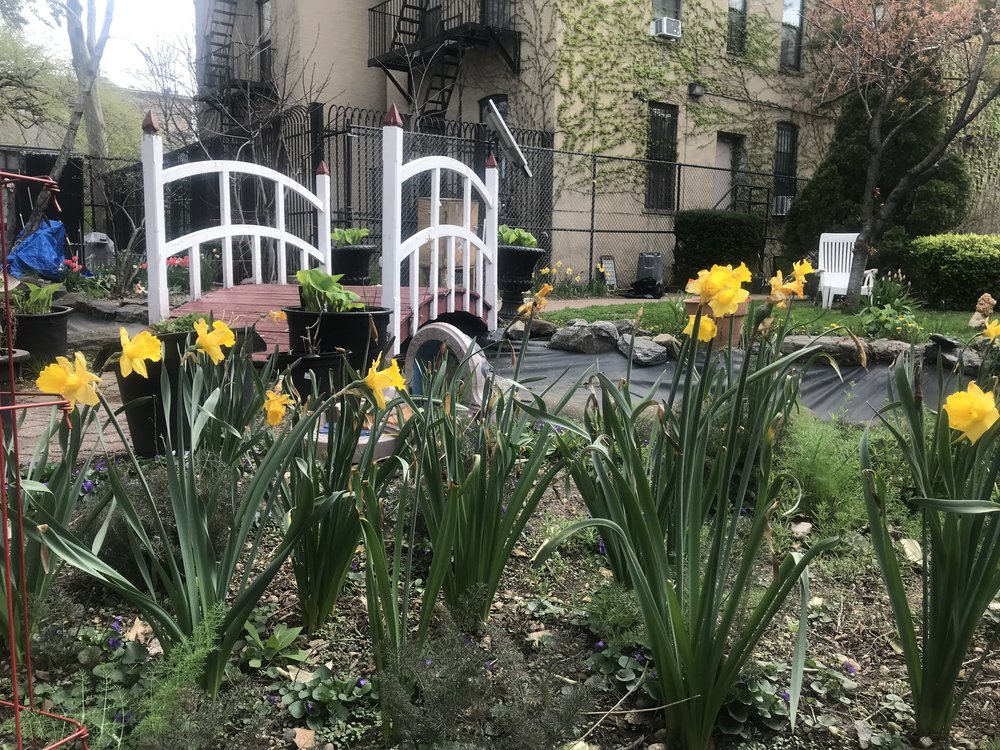 flowers blooming at the Padre Plaza Success Garden in the Bronx. A small footbridge is in the background with an apartment building in the distance.