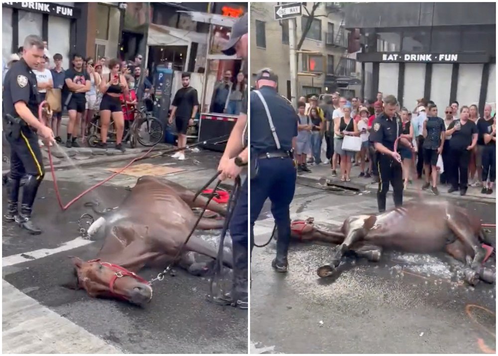 A carriage horse collapses in Manhattan on Wednesday, August 10th, 2022.