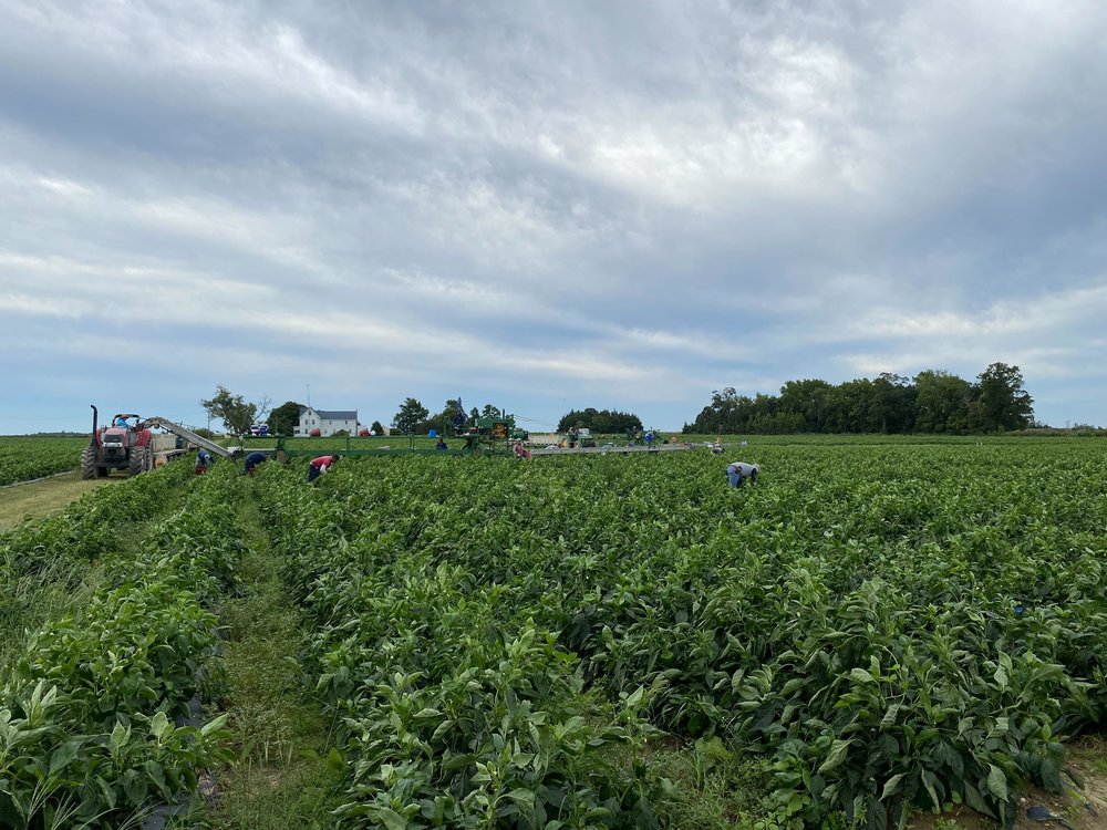 A field of peppers at Sheppard Farm in Cumberland County as workers pick peppers