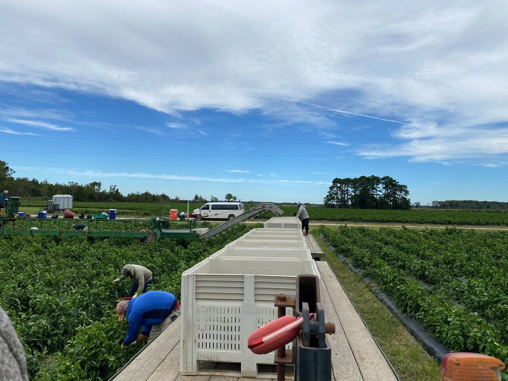 Farmworkers pick peppers at Sheppard Farm in Cedarville, New Jersey in August