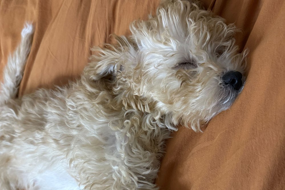 Phoebe, a 3-month-old puppy, enjoys a nap.