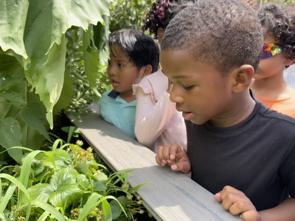 Young children look over the plants in the garden at Fairmont Neighborhood School.