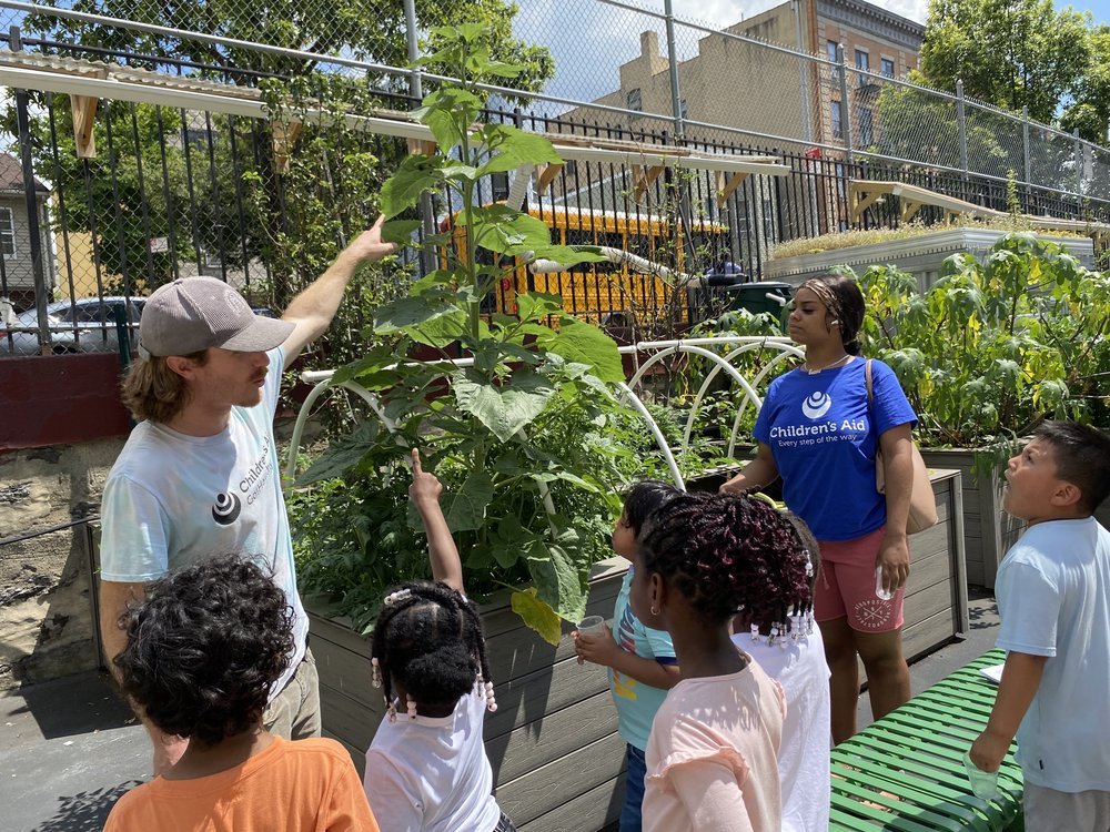 Aaron Mandell, program coordinator for the gardening initiative at Children's Aid points out a sunflower to the students at Fairmont Neighborhood School in the Bronx.