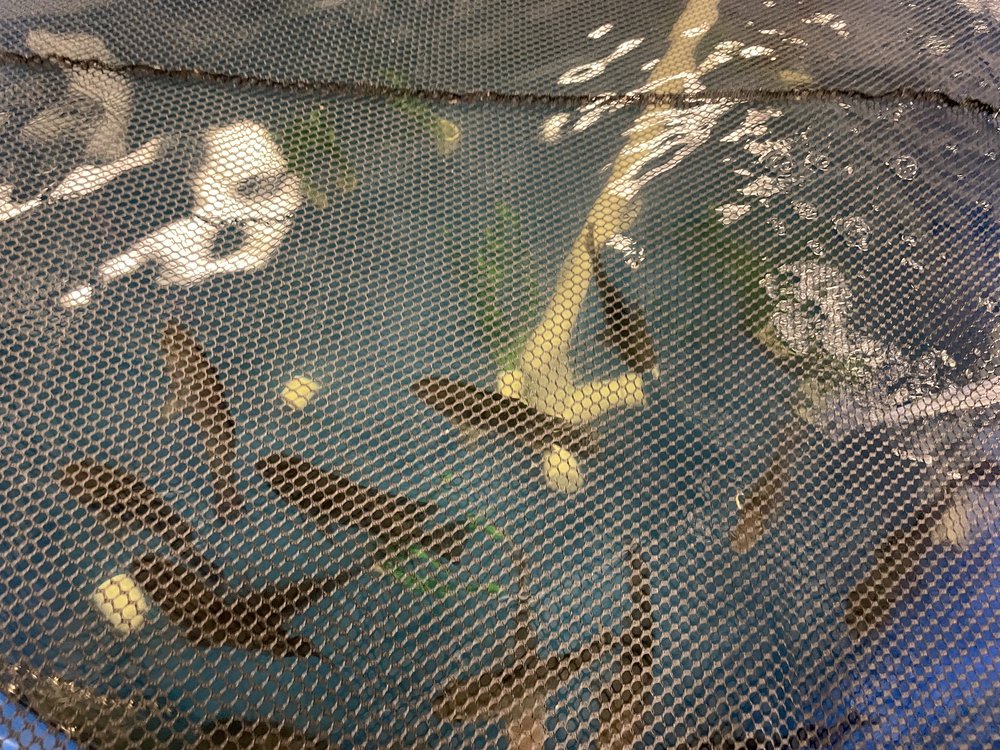 Aquaculture students also learn to raise fish. In the lab, they’re raising tilapia in tanks.