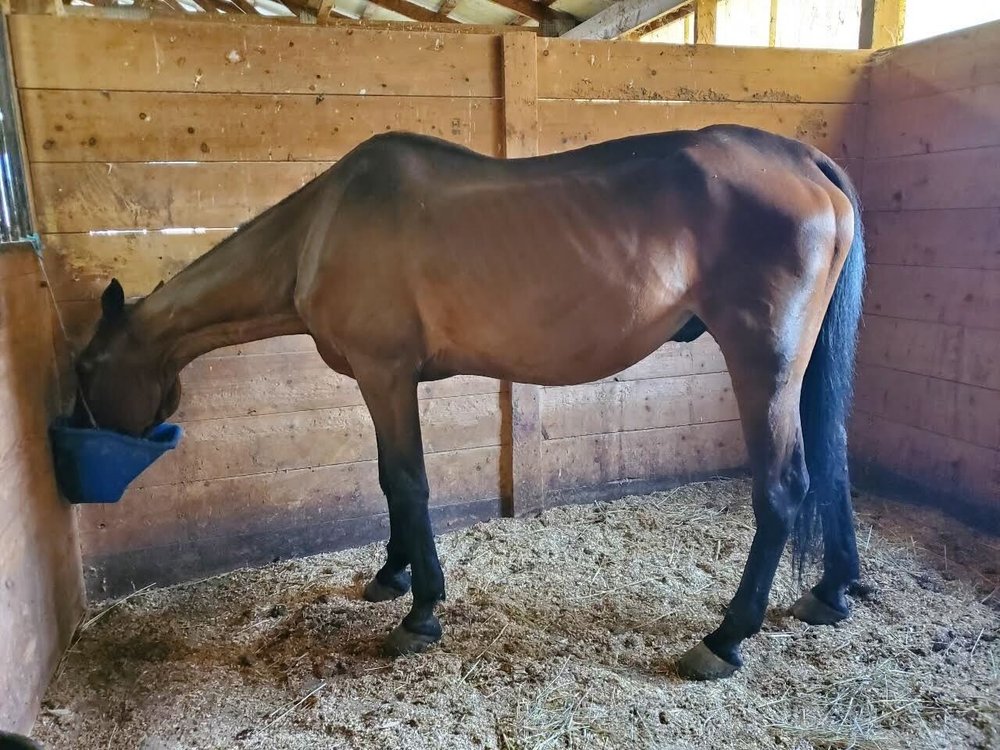 Ryder the horse at an undisclosed farm outside New York City. Ryder collapsed on August 10th in Hell's Kitchen.
