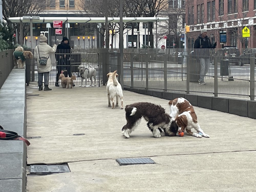 Canines frolic in a Battery Park City dog run where their owners can also compost pet feces.