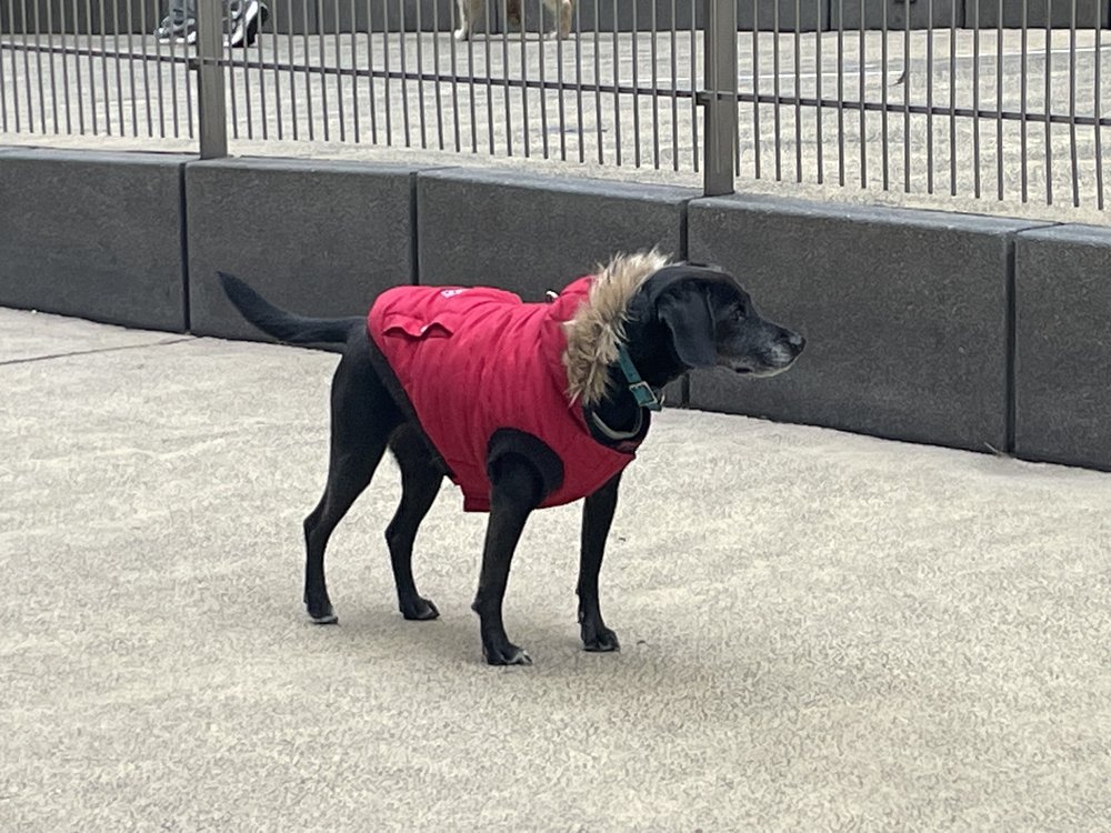 A neighborhood pooch plays in one of the Battery Park City dog runs.