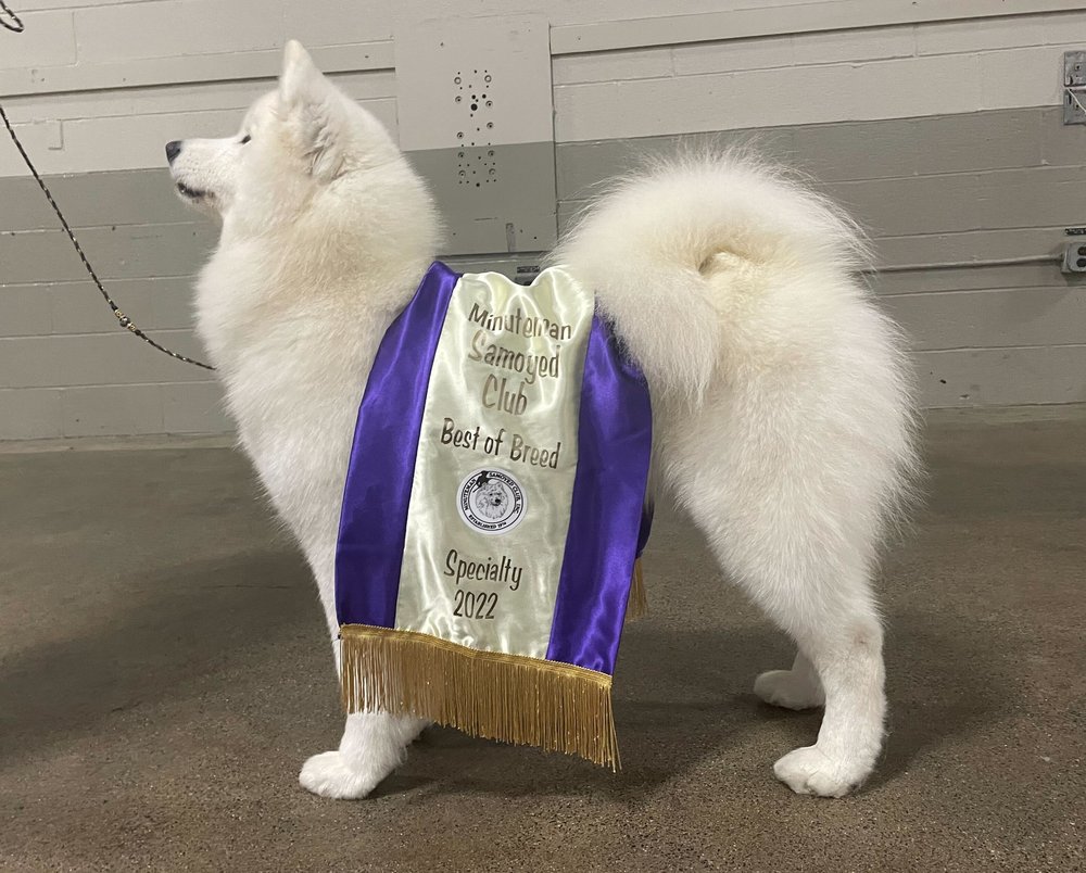 A fluffy white dog stands with a purple sash draped over their body.