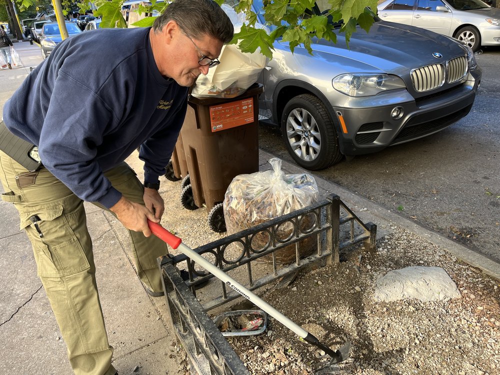 An exterminator stands over a tree pit holding a garden hoe.