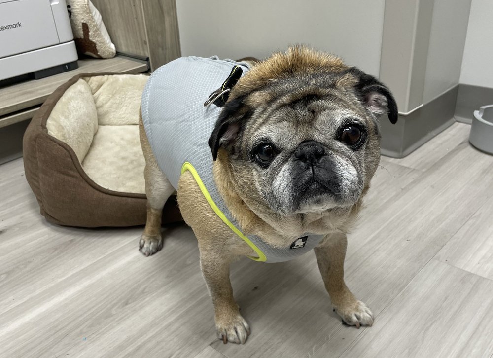 Hank the pug keeps cool in a vest.
