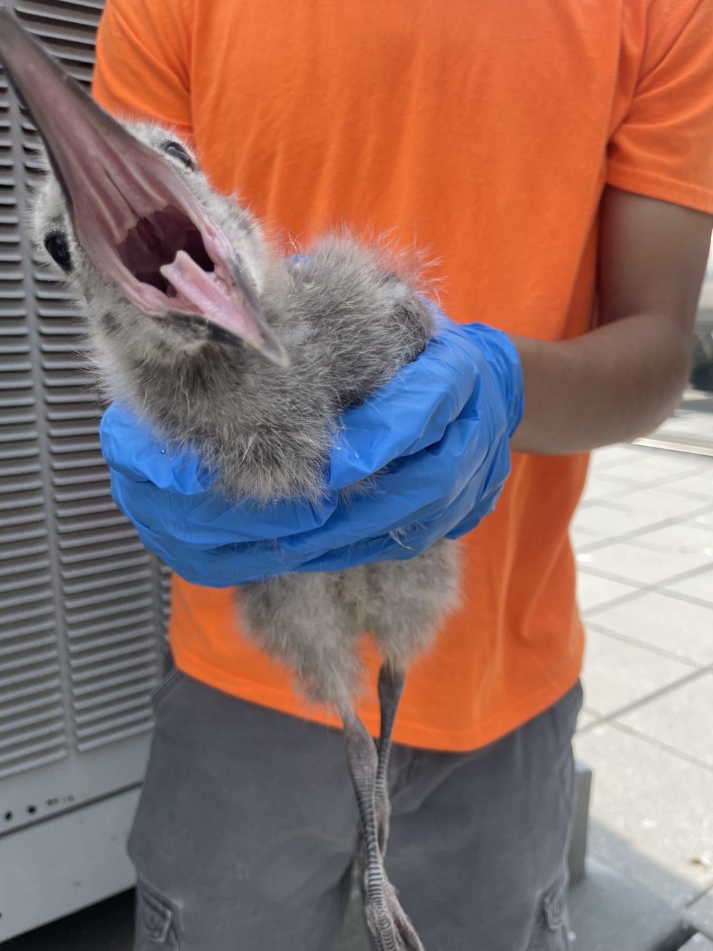A herring gull chick is waiting to get banded. On average, approximately 160 nests inhabit the Javits green roof.