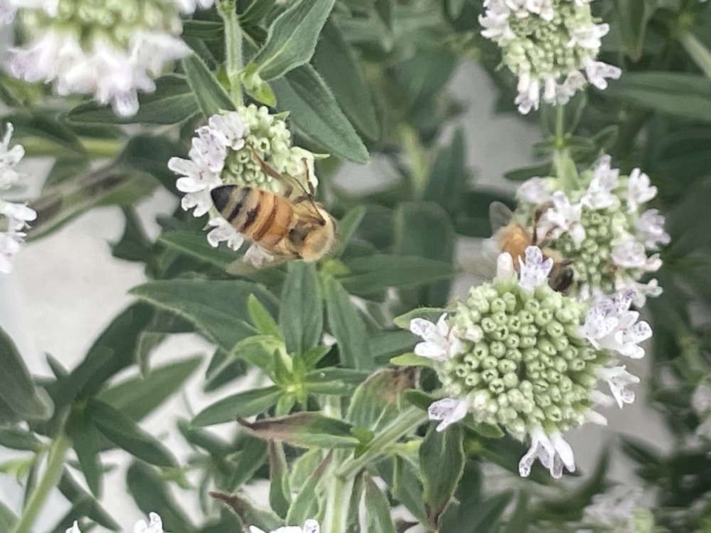 Nineteen species of bees use the pollinator garden on the Javits green roof.