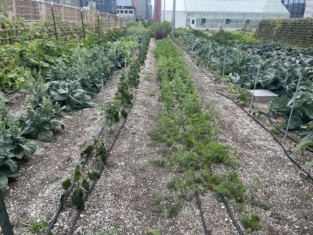 The rooftop farm is in its second year, and this year it has produced 16,000 pounds of produce so far.