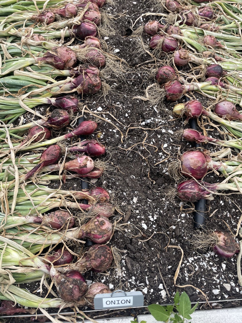 Farmers on the Javits green roof harvest red onions from the nearly one-acre farm.