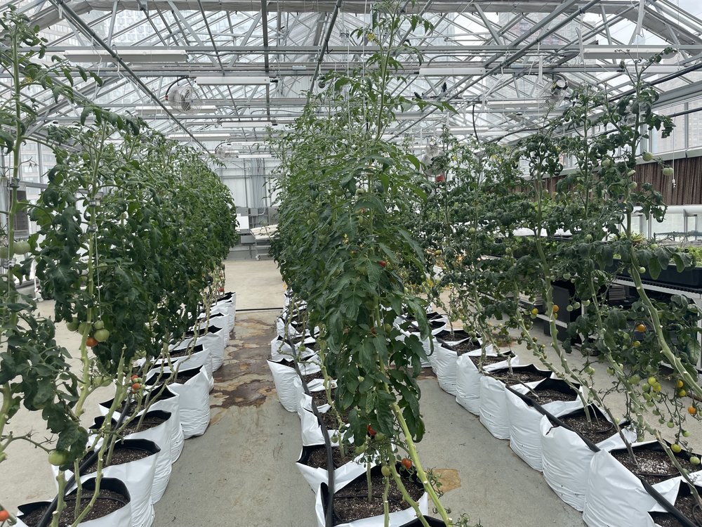 The five full-time farmers who cultivate the rooftop farm also use a greenhouse to grow produce.