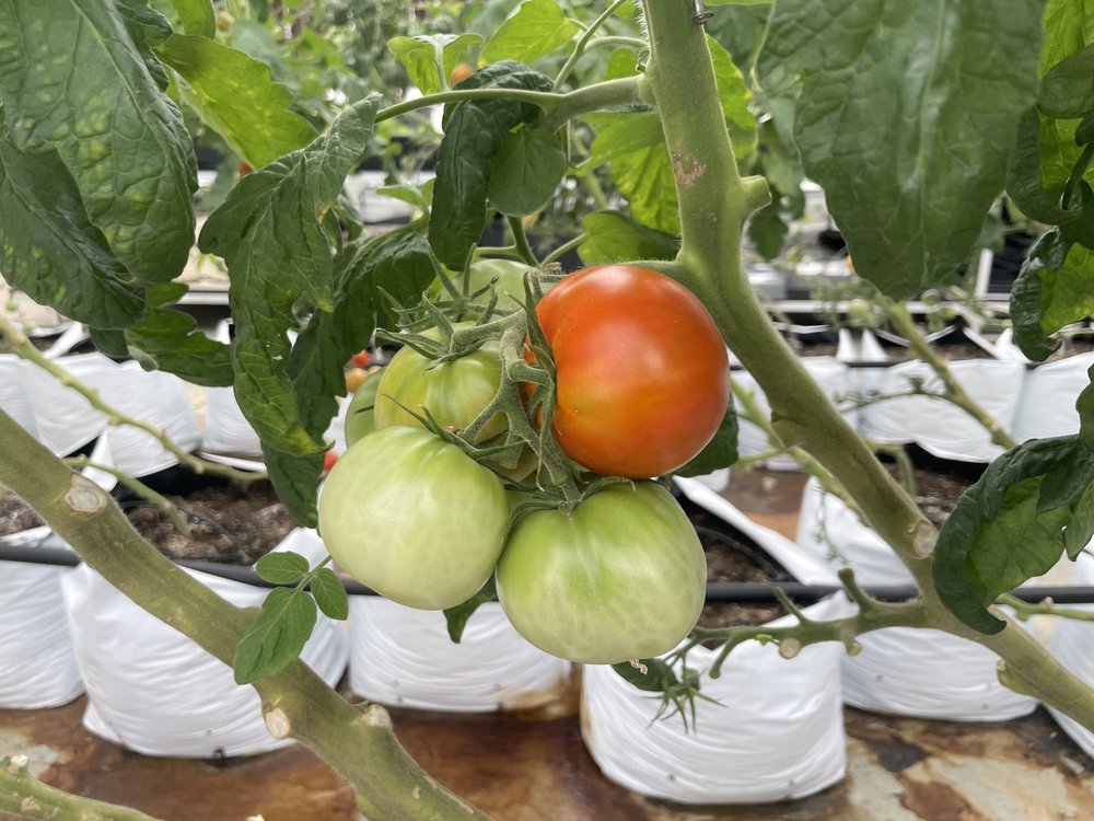 Currently, the farmers are growing tomatoes in the greenhouse on the Javits roof.