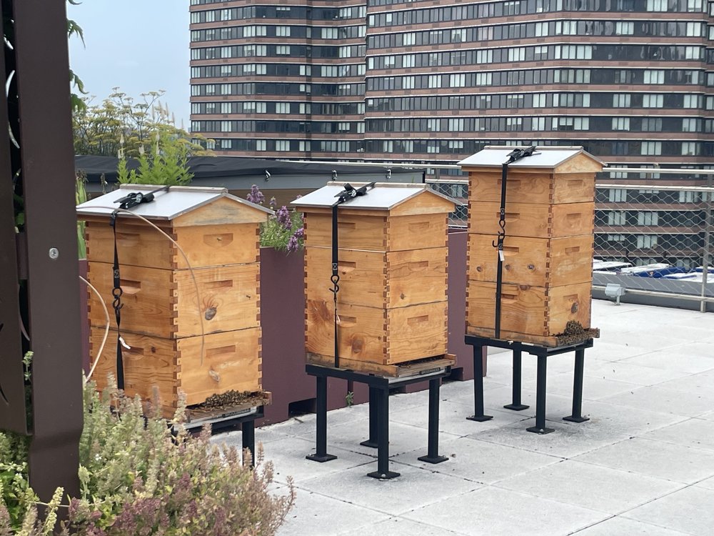 Nine bee hives are on the Javits green roof where beekeepers sustainably harvest about 100 pounds of honey annually that’s used at the Javits.