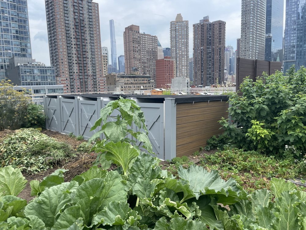 The rooftop food forest produces apples, paw paw fruit, pears and grapes.