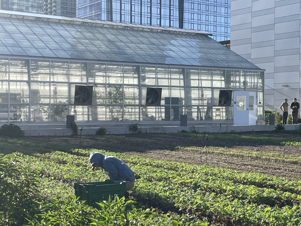 The Javits farm is irrigated by stormwater that is captured, measured, treated in underground tanks that pump the water back up to the roof.