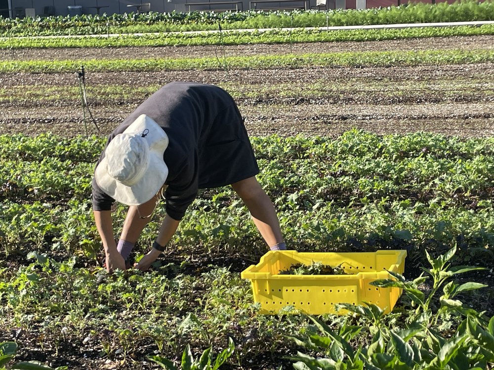The sustainability company Brooklyn Grange manages the farm on the Javits green roof. Its employees use older traditional methods of farming without pesticides or fertilizers.
