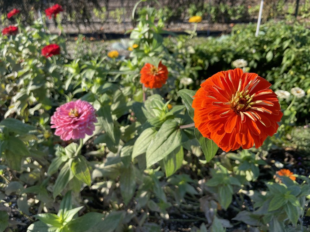 The pollinator garden attracts thousands of insects, which in turn attracts more than 60 birds species to the Javits green roof.