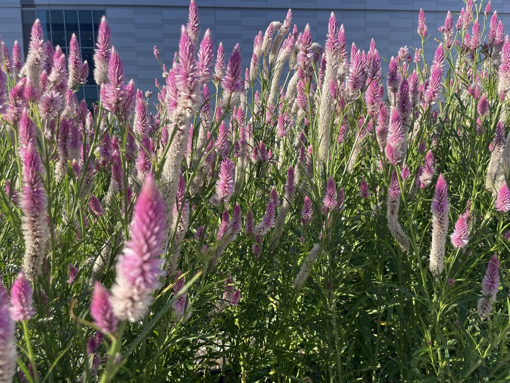 The pollinator garden attracts countless spiders and insects such as ants and crickets.