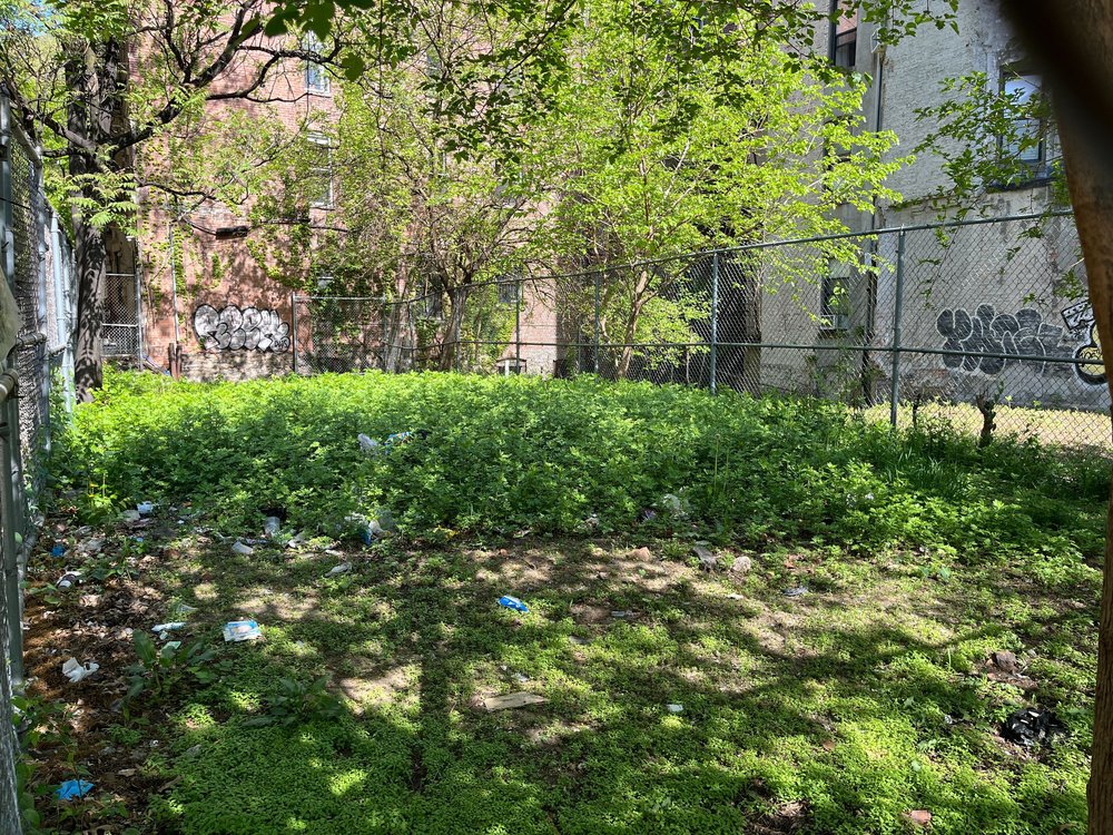 An overgrown lot with litter.