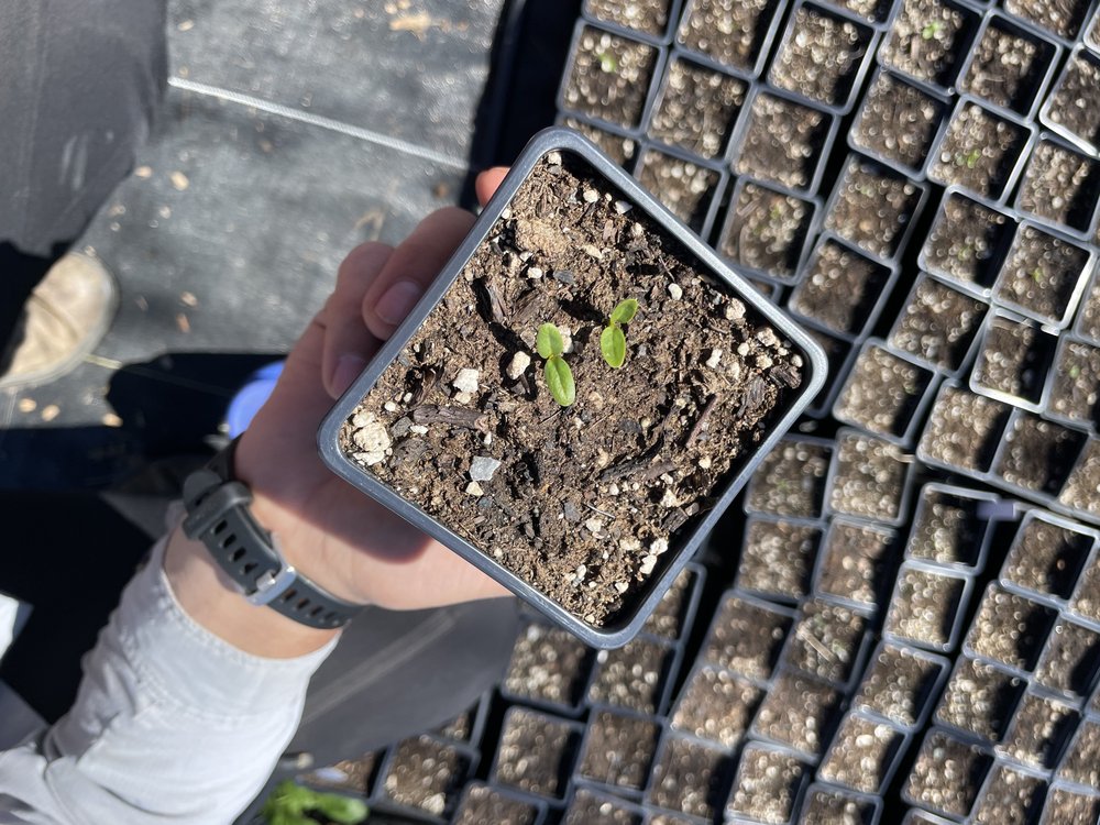 A very small green plant about to be planted.