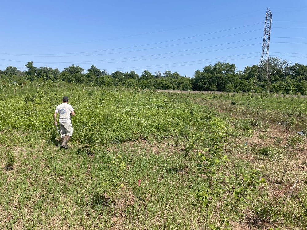 John Jengo in a field being reforested in order to prevent flooding.