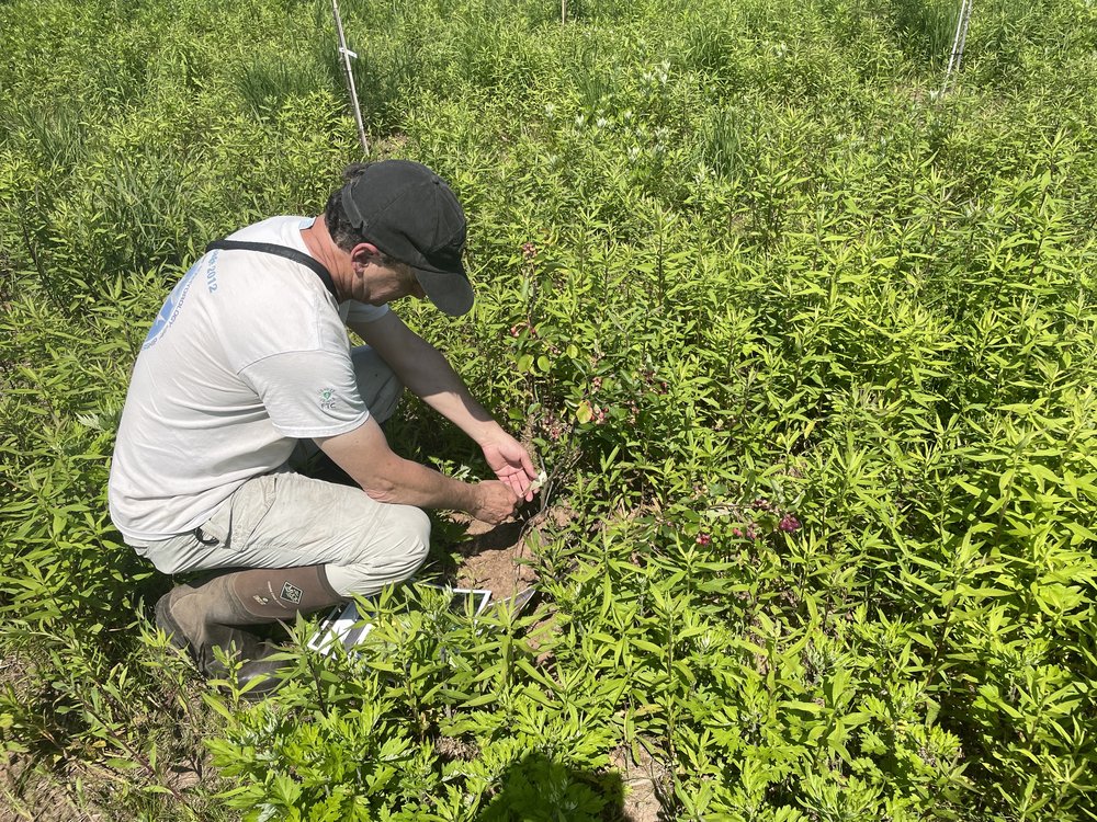 John Jengo examines a tree sapling in a field in Raritan, New Jersey.